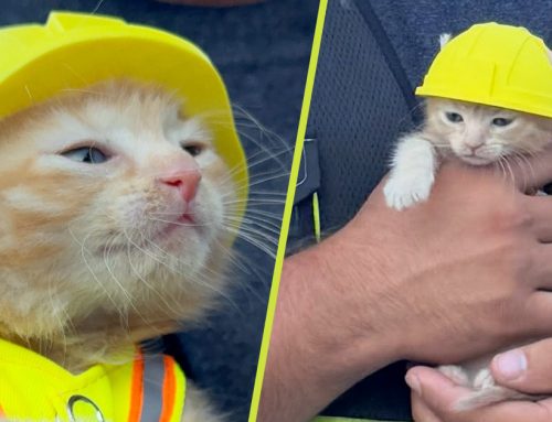 Tiny Ginger Kitten Trapped in Excavator Rescued, Then Joins the Work Crew!