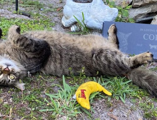 Sasquatch Spotted in Florida! Chooses to Live With the Cole and Marmalade Family