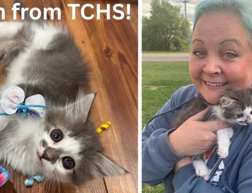 First Adoption Event for Kitten Named Marin Ends After Being Stolen but Thankfully Returned!