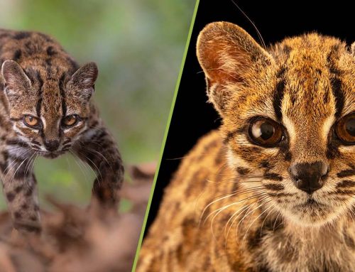 Tiny New Tiger Cat Species Discovered!